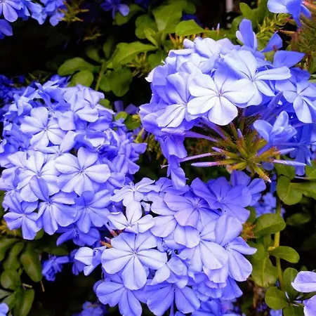The Secret Garden - Casa Di Elena Apartment *