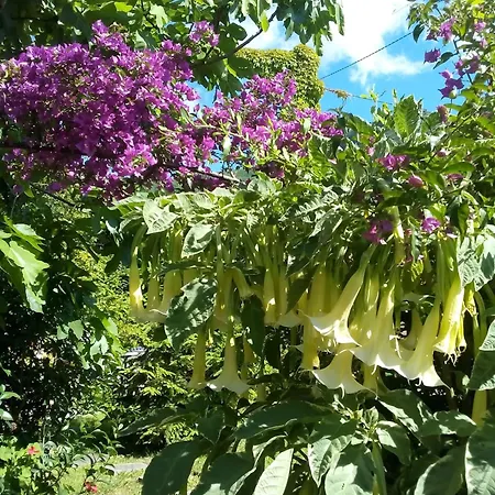 The Secret Garden - Casa Di Elena Lejlighed Maratea